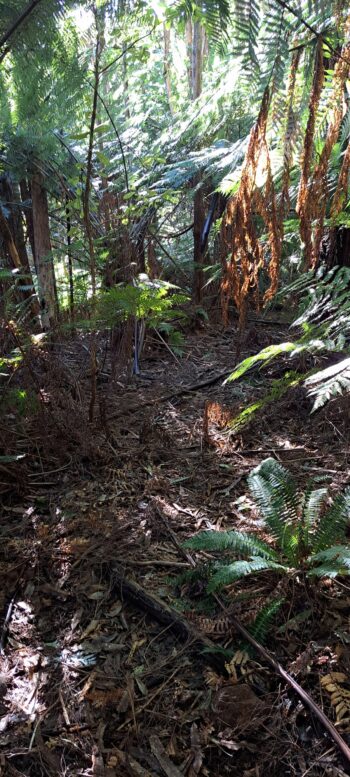 Mystery Track - 2025 - © wainuiomata.net