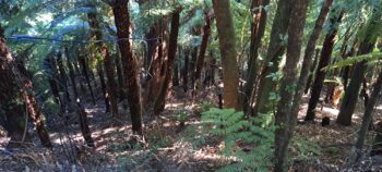 Downward view from Mystery Track - 2025 - © wainuiomata.net
