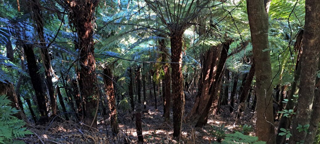 Downward view from Mystery Track - 2025 - © wainuiomata.net