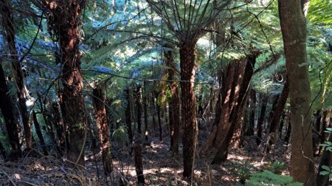Downward view from Mystery Track - 2025 - © wainuiomata.net
