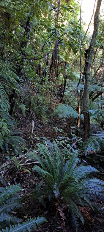 Mystery Track - 2025 - © wainuiomata.net