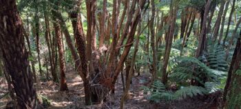 Downward view from Mystery Track - 2025 - © wainuiomata.net