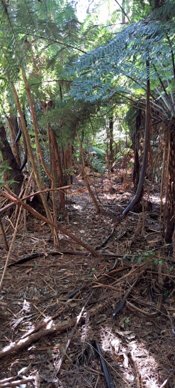 Mystery Track - 2025 - © wainuiomata.net
