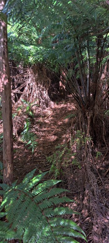 Solomon Track - 2025 - © wainuiomata.net