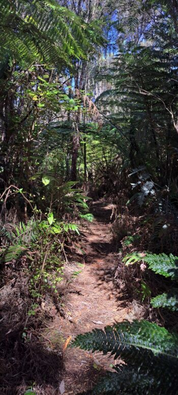 Solomon Track - 2025 - © wainuiomata.net