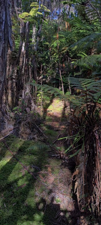 Solomon Track - 2025 - © wainuiomata.net