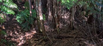 Solomon Track & Mystery Track juncture - 2025 - © wainuiomata.net