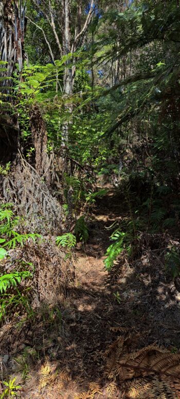 Solomon Track - 2025 - © wainuiomata.net