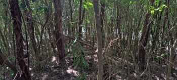 Solomons Knob - 2025 - © wainuiomata.net