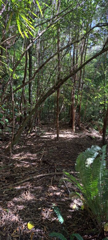 Mystery Track - 2025 - © wainuiomata.net