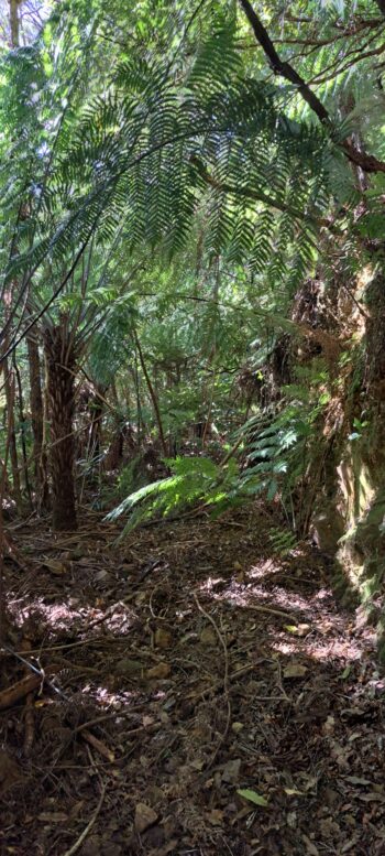 Mystery Track - 2025 - © wainuiomata.net