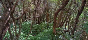 Downward view from Mystery Track - 2025 - © wainuiomata.net