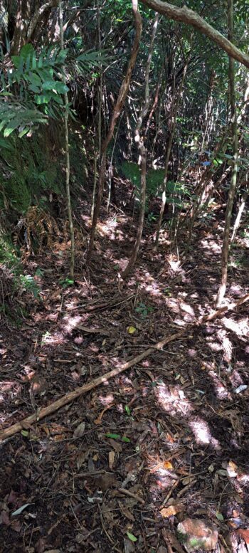 Mystery Track near Wainuiomata Regional Park - 2025 - © wainuiomata.net