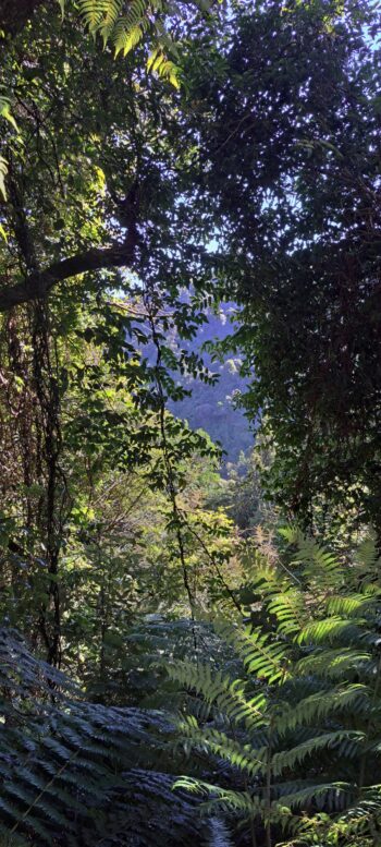 Downward view from Mystery Track - 2025 - © wainuiomata.net