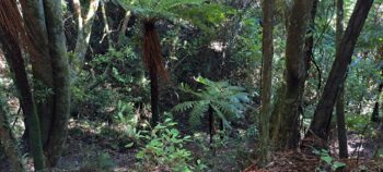 Gully in Wainuiomata Regional Park - 2025 - © wainuiomata.net