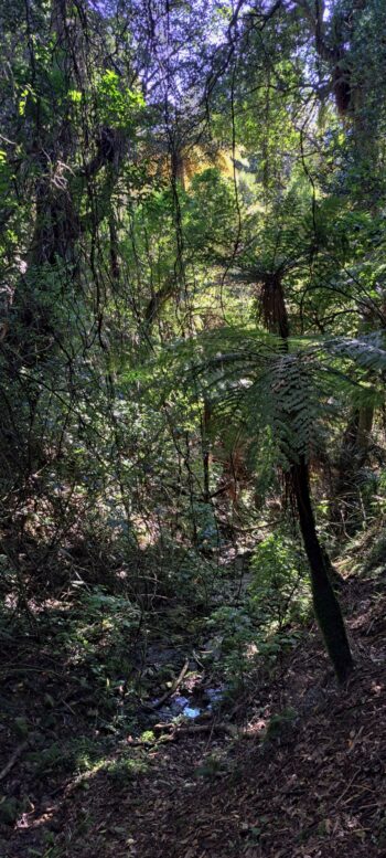 Gully in Wainuiomata Regional Park - 2025 - © wainuiomata.net