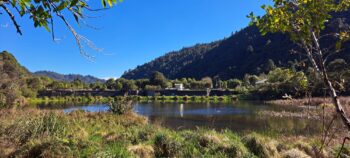 Wetland in Wainuiomata Regional Park - 2025 - © wainuiomata.net