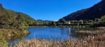 Wetland in Wainuiomata Regional Park - 2025 - © wainuiomata.net