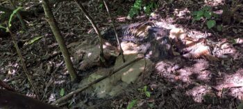 Rotting deer - 2025 - © wainuiomata.net