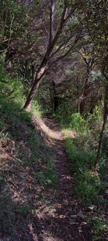 Track in Hayward Eastern Hills Scenic Reserve - 2025 - © wainuiomata.net