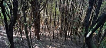 Regenerating forest in Hayward Eastern Hills Scenic Reserve - 2025 - © wainuiomata.net