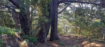 Pine Trees in Hayward Eastern Hills Scenic Reserve - 2025 - © wainuiomata.net