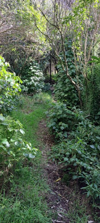 Track in Hayward Eastern Hills Scenic Reserve - 2025 - © wainuiomata.net