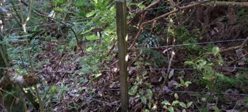 Old fence in Hayward Eastern Hills Scenic Reserve - 2025 - © wainuiomata.net