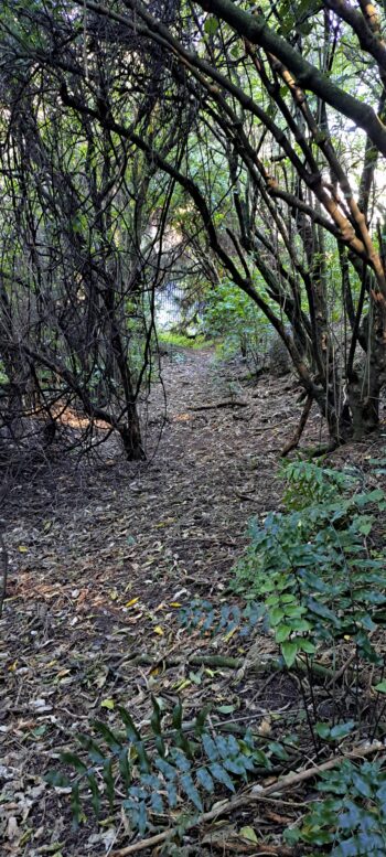 Track in Hayward Eastern Hills Scenic Reserve - 2025 - © wainuiomata.net