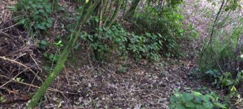 Old Bench Track in Hayward Eastern Hills Scenic Reserve - 2025 - © wainuiomata.net
