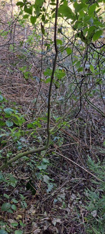 Supplejack covering old bench Track in Hayward Eastern Hills Scenic Reserve - 2025 - © wainuiomata.net