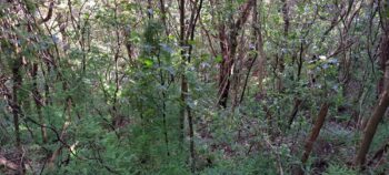 Forest on the Wainuiomata Road side of Hayward Eastern Hills Scenic Reserve - 2025 - © wainuiomata.net