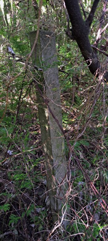 Old fence post on the Wainuiomata Road side of Hayward Eastern Hills Scenic Reserve - 2025 - © wainuiomata.net