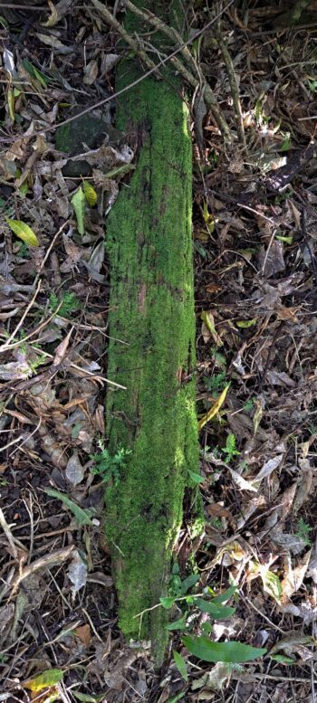 Old rotting fence post on the Wainuiomata Road side of Hayward Eastern Hills Scenic Reserve - 2025 - © wainuiomata.net