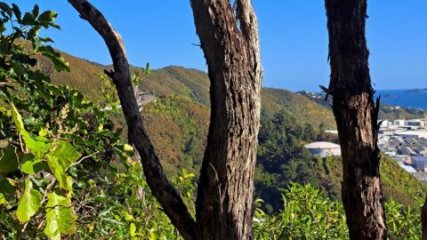 Wainuiomata Road as seen from, the Eastern Hills Scenic Reserve - 2025 - © wainuiomata.net