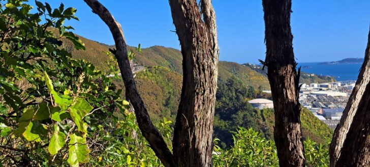 Wainuiomata Road as seen from, the Eastern Hills Scenic Reserve - 2025 - © wainuiomata.net