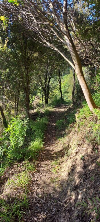 Track in Eastern Hills Scenic Reserve - 2025 - © wainuiomata.net