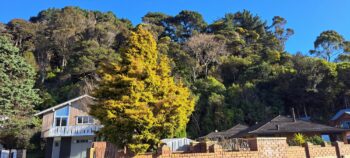 Mawson Street with Eastern Hills Scenic Reserve - 2025 - © wainuiomata.net