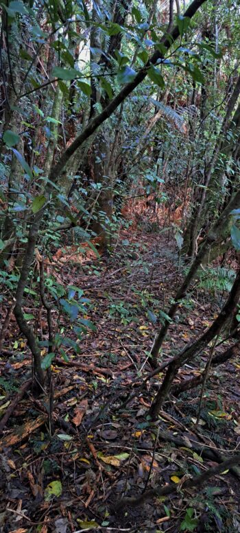 Sinclair Track near Sledge Track - 2025 - © wainuiomata.net