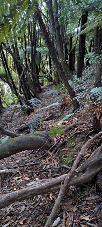 Hillside east of Sledge Track - 2025 - © wainuiomata.net