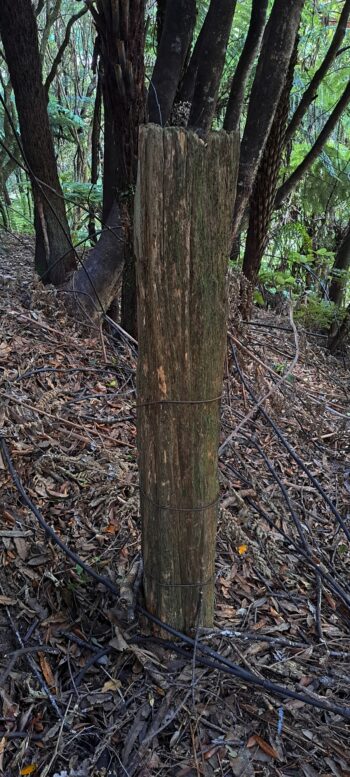 Old fence post on the hillside east of Sledge Track - 2025 - © wainuiomata.net