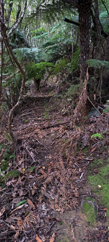 Animal track on the hillside east of Sledge Track - 2025 - © wainuiomata.net