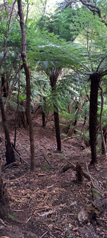 Hillside east of Sledge Track - 2025 - © wainuiomata.net