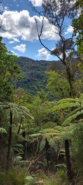 View from hillside east of Sledge Track - 2025 - © wainuiomata.net