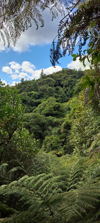 View from hillside east of Sledge Track - 2025 - © wainuiomata.net