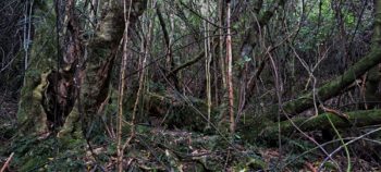 Supplejack on a gully east of Sledge Track - 2025 - © wainuiomata.net