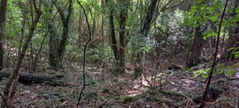 Hillside east of Sledge Track - 2025 - © wainuiomata.net