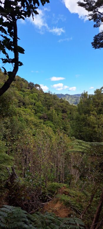 Hillside east of Sledge Track - 2025 - © wainuiomata.net