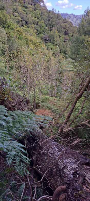 Fallen tree on the hillside east of Sledge Track - 2025 - © wainuiomata.net