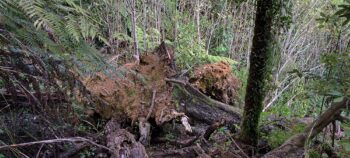 Fallen tree on the hillside east of Sledge Track - 2025 - © wainuiomata.net